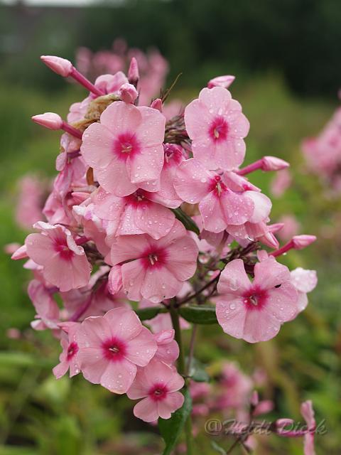 Phlox Frührosa.JPG